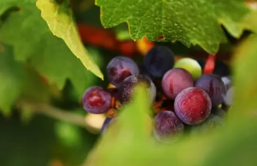 Uvas tintas madurando en la cepa